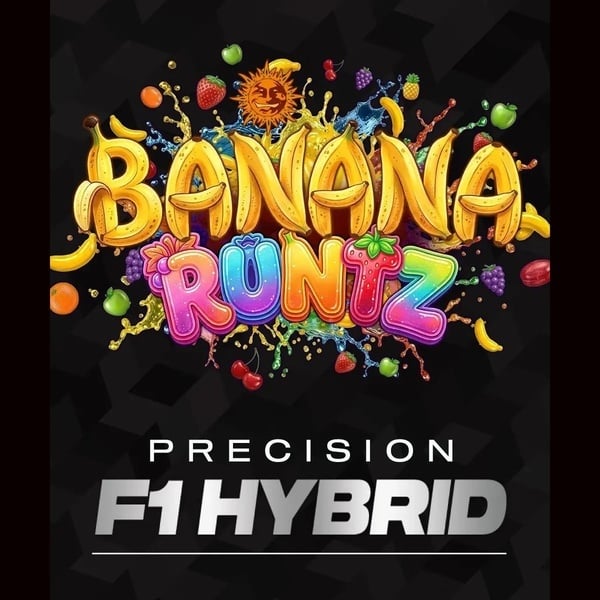 Banana Runtz F1 (Barney's Farm) féminisée