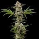 Banana Runtz F1 (Barney's Farm) féminisée