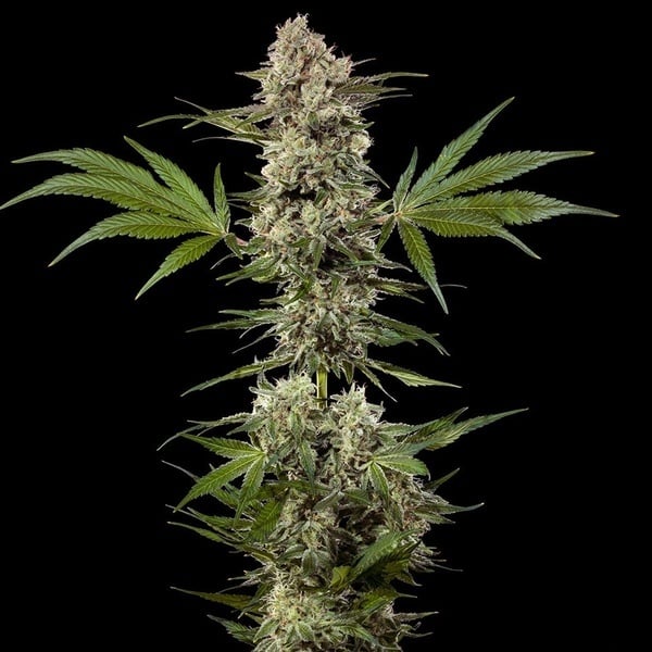 Banana Runtz F1 (Barney's Farm) féminisée