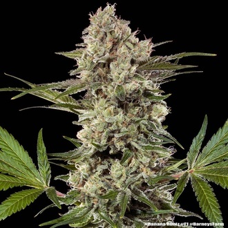 Banana Runtz F1 (Barney's Farm) féminisée