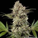 Banana Runtz F1 (Barney's Farm) féminisée