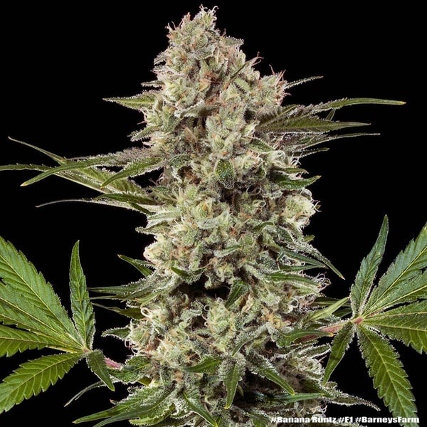 Banana Runtz F1 (Barney's Farm) féminisée