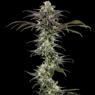 RS11 F1 (Barney's Farm) féminisée