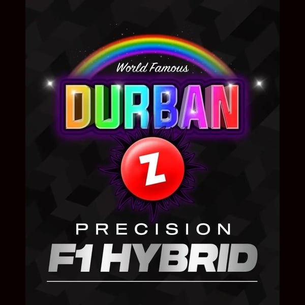 Durban Z F1 (Barney's Farm) féminisée