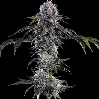 Durban Z F1 (Barney's Farm) féminisée