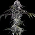 Durban Z F1 (Barney's Farm) féminisée