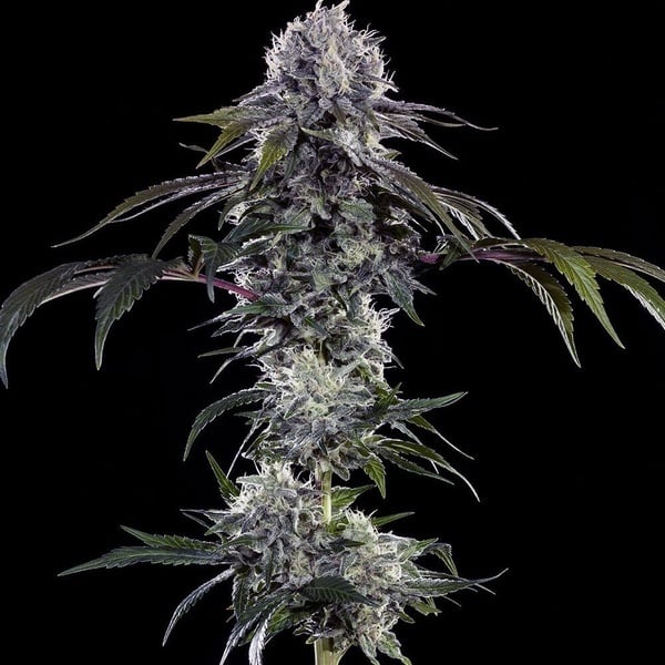 Durban Z F1 (Barney's Farm) féminisée