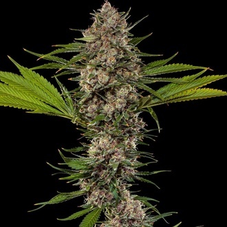 MAC 1 F1 (Barney's Farm) féminisée