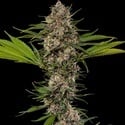 MAC 1 F1 (Barney's Farm) féminisée