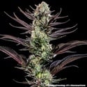 Thin Mint Frosting F1 (Barney's Farm) féminisée