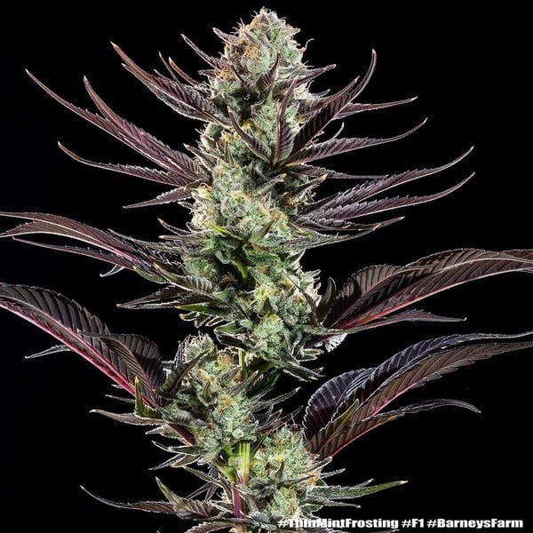 Thin Mint Frosting F1 (Barney's Farm) féminisée