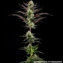 Thin Mint Frosting F1 (Barney's Farm) féminisée