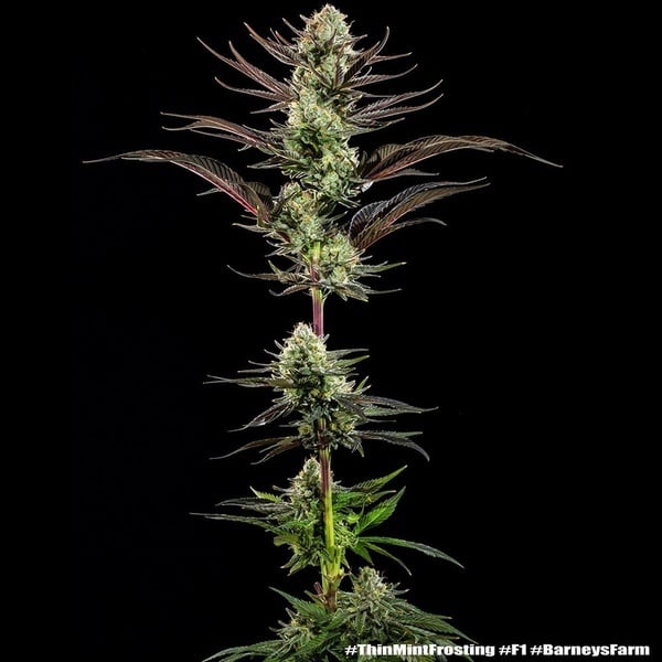 Thin Mint Frosting F1 (Barney's Farm) féminisée