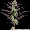 Thin Mint Frosting F1 (Barney's Farm) féminisée