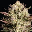 California Octane Triploid (Humboldt Seed Company) féminisée