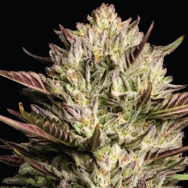 California Octane Triploid (Humboldt Seed Company) féminisée
