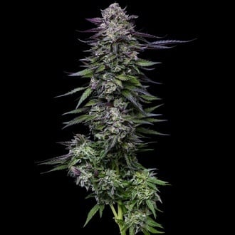 Candy Hustle (Humboldt Seed Company) f&eacute;minis&eacute;e