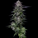 Candy Hustle (Humboldt Seed Company) féminisée