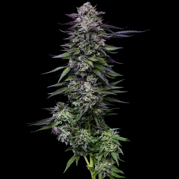 Candy Hustle (Humboldt Seed Company) féminisée