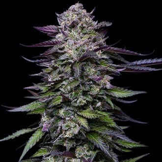 Candy Hustle (Humboldt Seed Company) féminisée