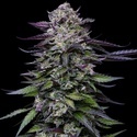Candy Hustle (Humboldt Seed Company) féminisée