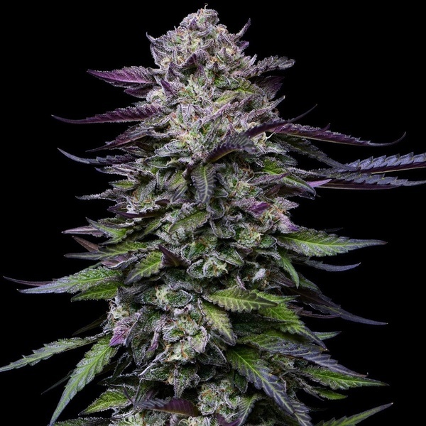 Candy Hustle (Humboldt Seed Company) féminisée