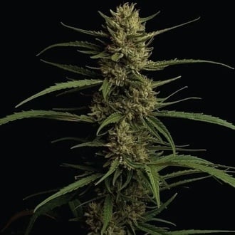 Caribbean Queen (Humboldt Seed Company) f&eacute;minis&eacute;e