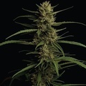 Caribbean Queen (Humboldt Seed Company) féminisée