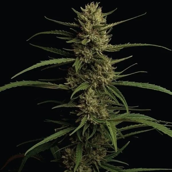 Caribbean Queen (Humboldt Seed Company) féminisée