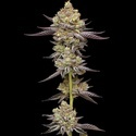 Hyper Za (Humboldt Seed Company) féminisée