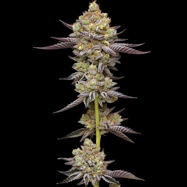 Hyper Za (Humboldt Seed Company) féminisée