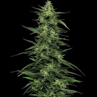 Limez (Humboldt Seed Company) f&eacute;minis&eacute;e