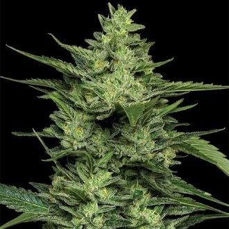 Limez (Humboldt Seed Company) féminisée