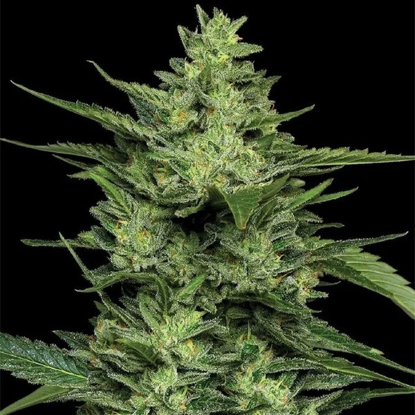 Limez (Humboldt Seed Company) féminisée