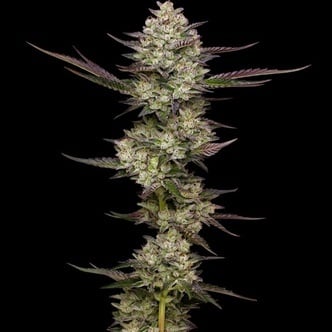 Puff Pastry (Humboldt Seed Company) feminized