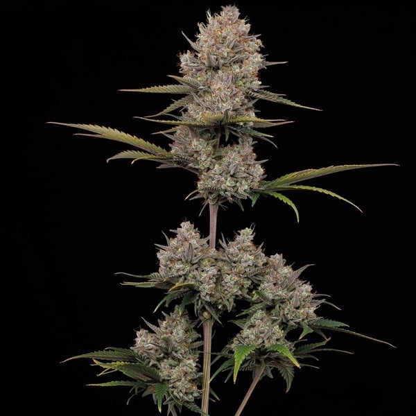 Hella Jelly Auto (Humboldt Seed Company) féminisée
