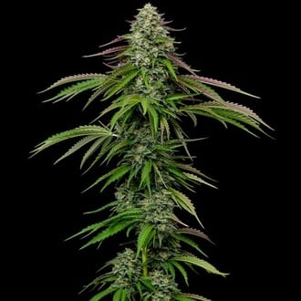 Garlic Budder Auto (Humboldt Seed Company) f&eacute;minis&eacute;e