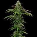 Garlic Budder Auto (Humboldt Seed Company) féminisée