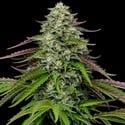 Garlic Budder Auto (Humboldt Seed Company) féminisée