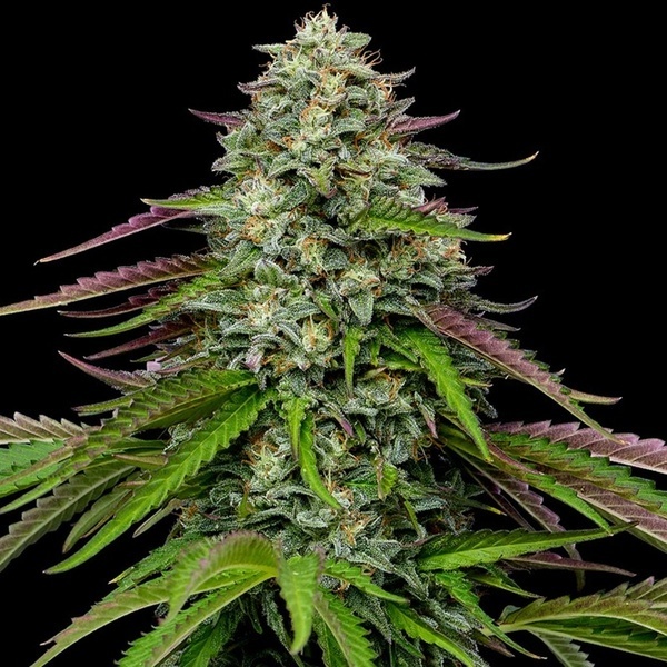 Garlic Budder Auto (Humboldt Seed Company) féminisée