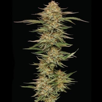 Orange Creampop (Humboldt Seed Company) F&eacute;minis&eacute;e