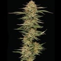 Orange Creampop (Humboldt Seed Company) Féminisée