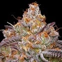 Granny Candy (Humboldt Seed Company) Féminisée