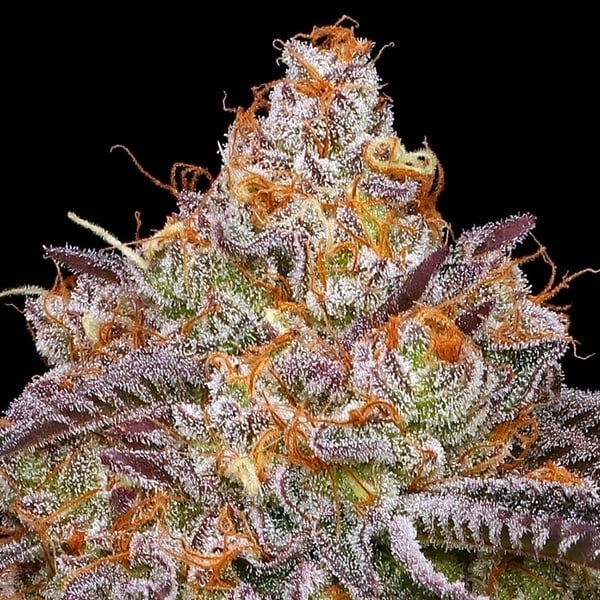 Granny Candy (Humboldt Seed Company) Féminisée