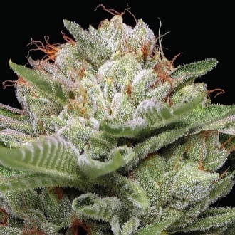 Durban Poison Auto (Humboldt Seed Company) F&eacute;minis&eacute;e