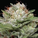 Durban Poison Auto (Humboldt Seed Company) Féminisée
