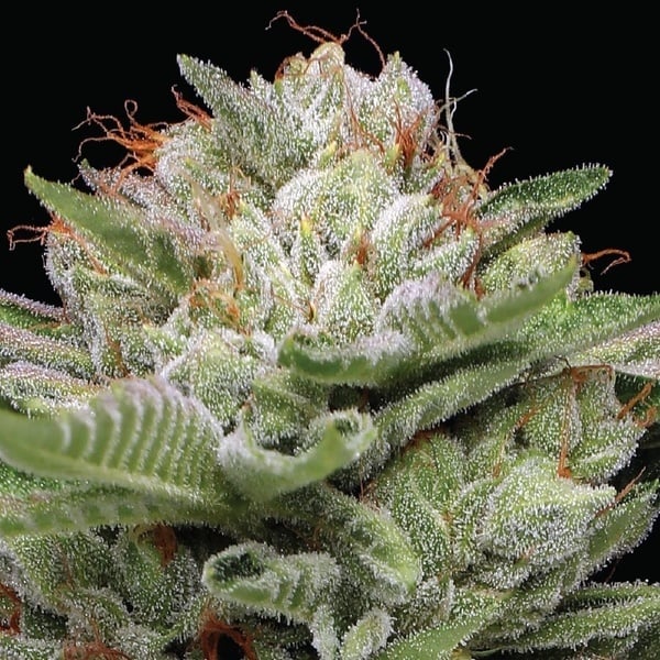 Durban Poison Auto (Humboldt Seed Company) Féminisée