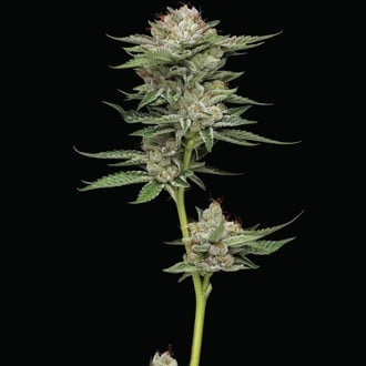 Durban Poison Auto (Humboldt Seed Company) Féminisée