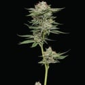 Durban Poison Auto (Humboldt Seed Company) Féminisée