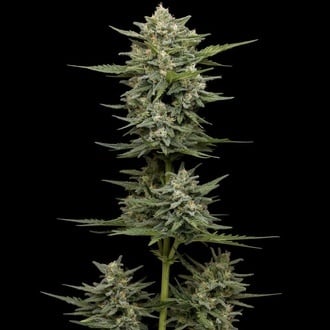 Vanilla Latte Auto (Humboldt Seed Company) F&eacute;minis&eacute;e